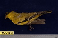 藏品(黃鸝)的圖片